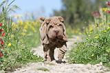 SHAR-PEI 431